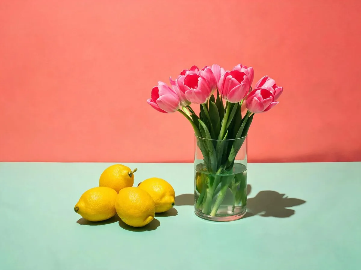 Lemons and pink tulips on a mint table against a coral wall