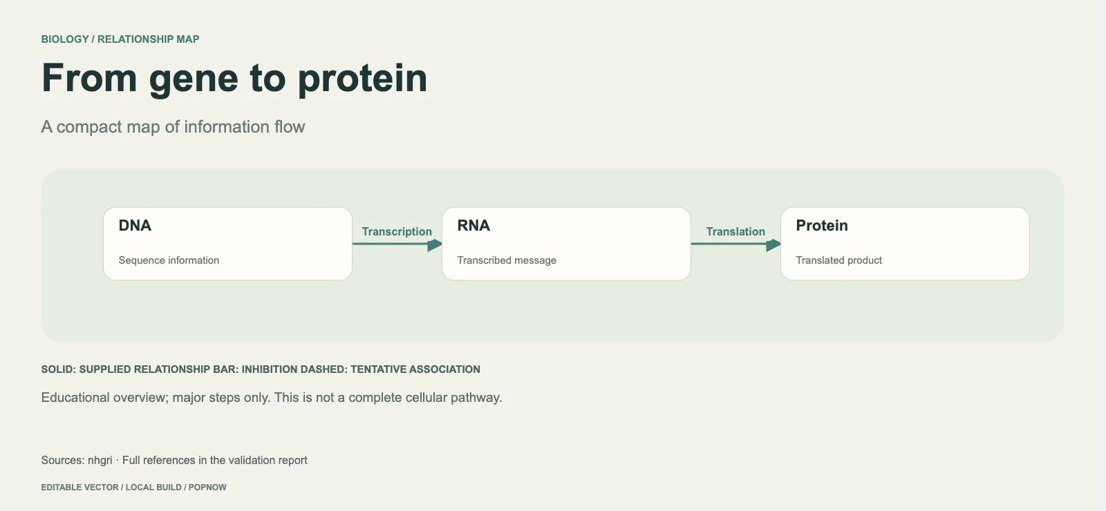 A compact educational DNA-to-RNA-to-protein information-flow map — rendered editable SVG example