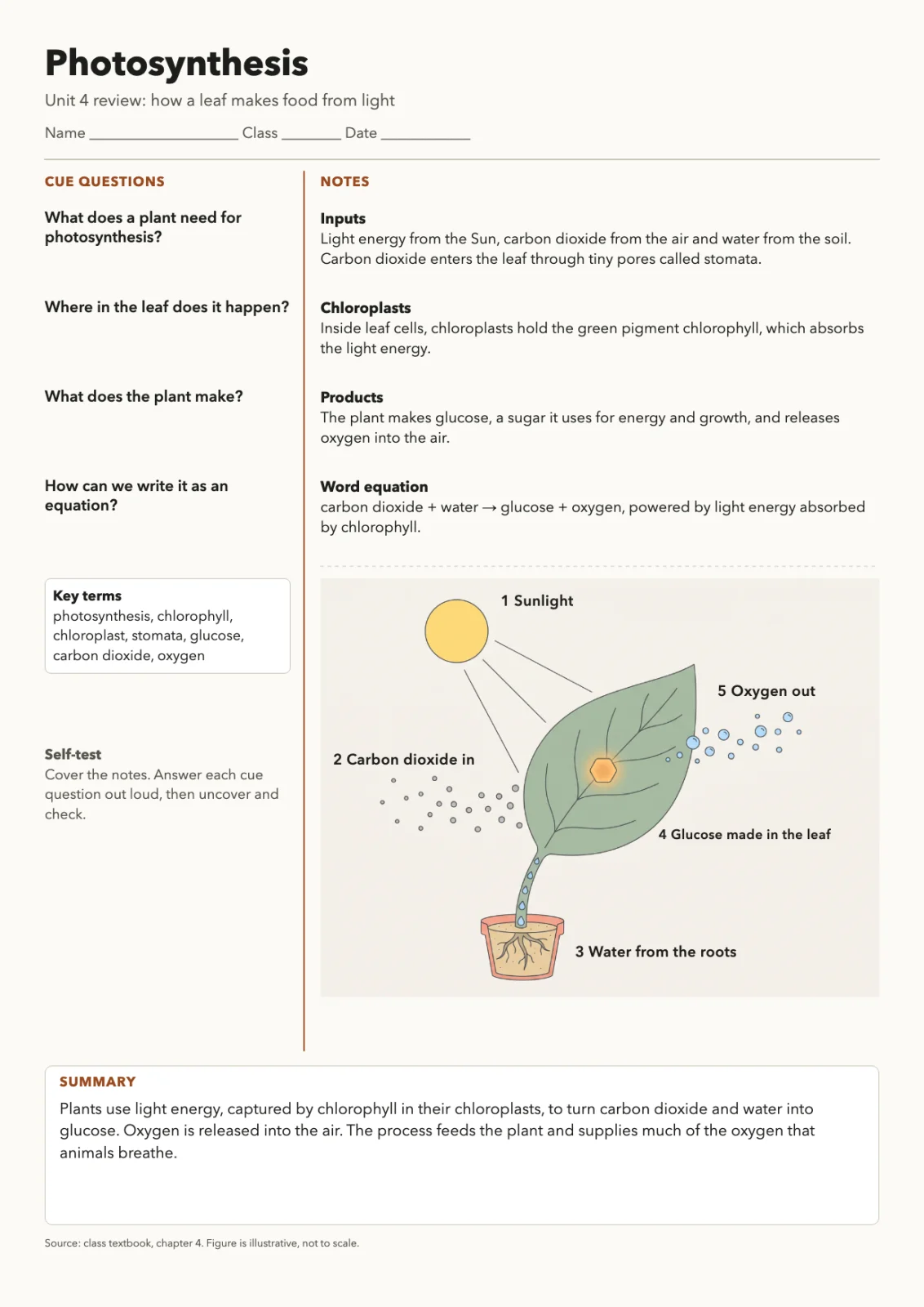 Cornell notes sheet titled Photosynthesis with cue questions, notes and a leaf figure labeled sunlight, carbon dioxide in, water from the roots, glucose and oxygen out