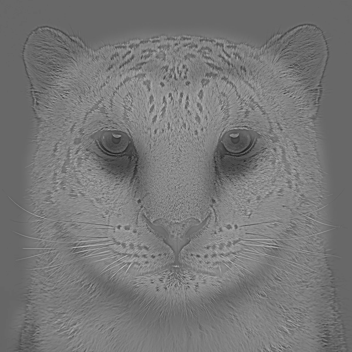 Hybrid image combining snow-leopard detail with the low-frequency structure of an owl