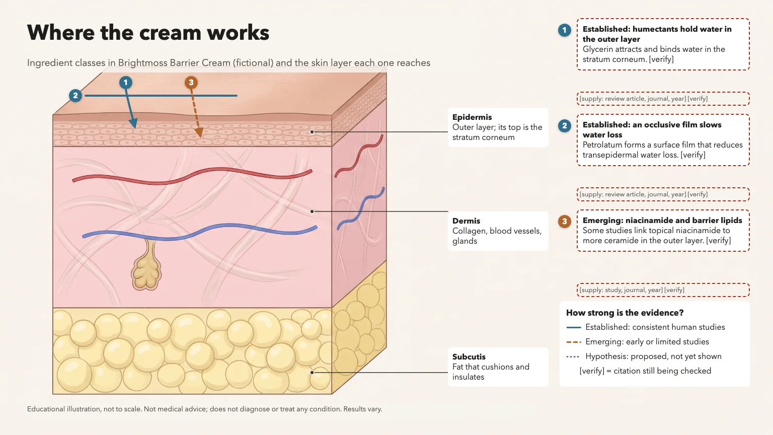 Skin cross-section titled Where the cream works, with epidermis, dermis and subcutis callouts, three ingredient arrows and evidence cards marked for citation checks