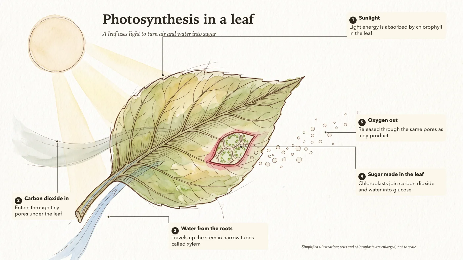 Watercolor diagram titled Photosynthesis in a leaf, a veined leaf with a cell cutaway, sun rays, air and water bands and five numbered labels