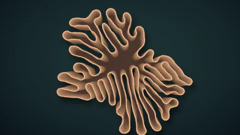 An irregular coral-like contour develops layered folds through differential growth. Original 8-second rendered example.