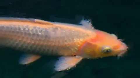 Locally estimated motion carries painterly trails across a moving fish clip. Original 8-second rendered example.